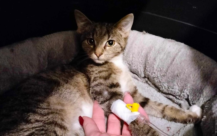 Kot z kroplówką, leżący w wygodnym legowisku.