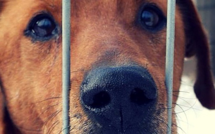 Zbiórka Zbiórka na psy z Buska-Zdroju - zdjęcie główne