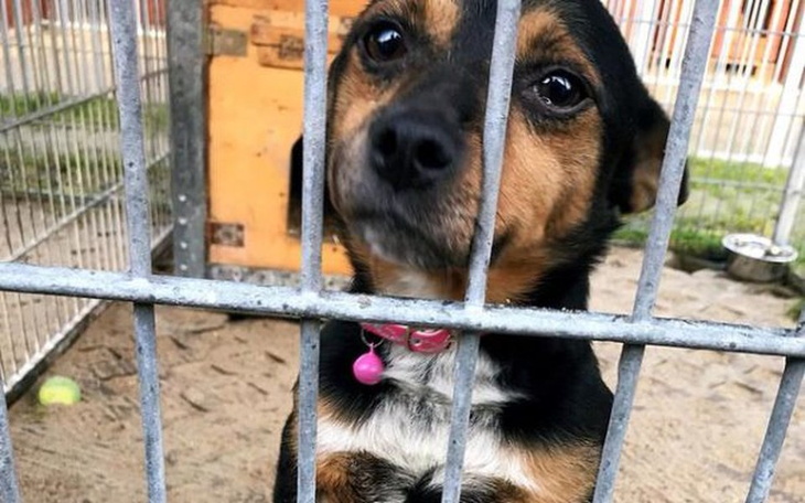 Zbiórka sronisko dla zwierzat - zdjęcie główne