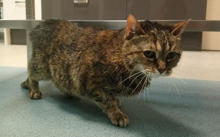 Zbiórka Na REZONANS dla pobitej kotki! - zdjęcie główne