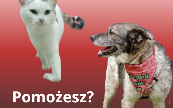 Kot i pies na tle czerwonego tła, z napisem 'Pomożesz?'.