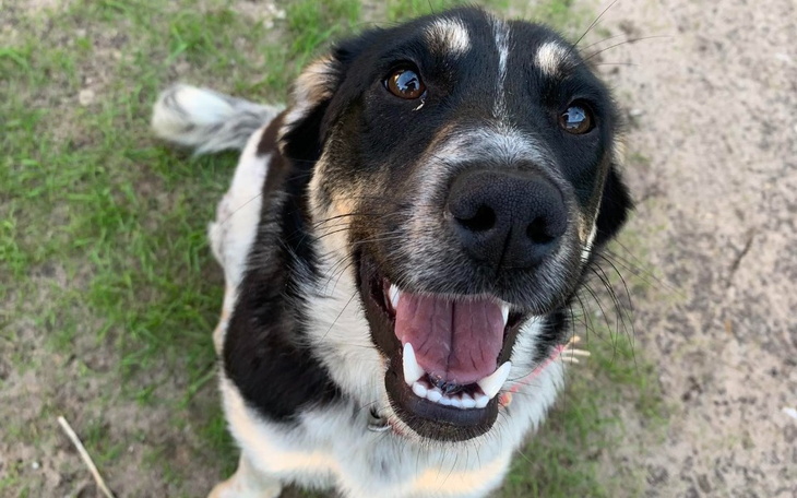 Zbiórka Aby mogła trafić do domu - zdjęcie główne