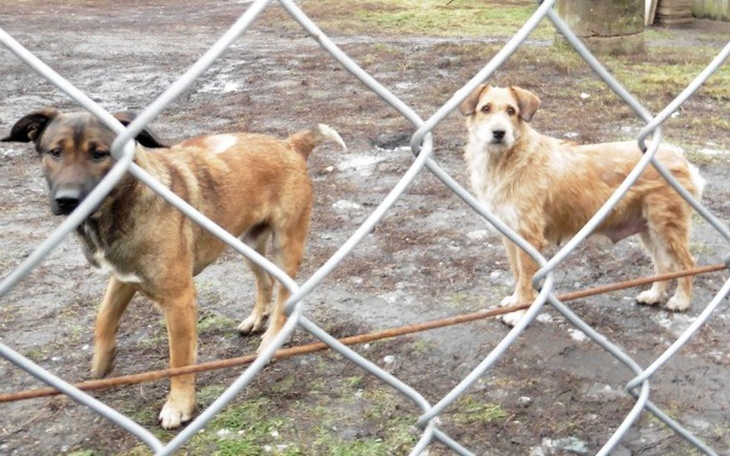 Zbiórka Sfora z Zielonego potrzebuje nas - zdjęcie główne