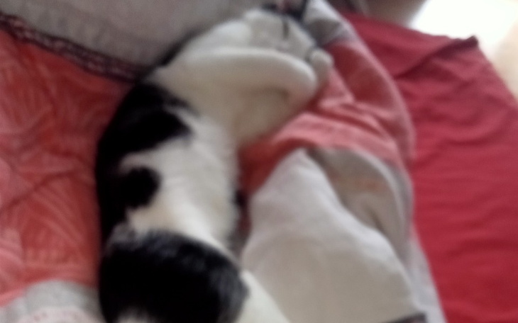 Zbiórka Na kastracje kotków i żwirek - zdjęcie główne