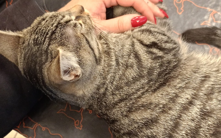 Zbiórka Pomoc dla Kotka Filemona - zdjęcie główne