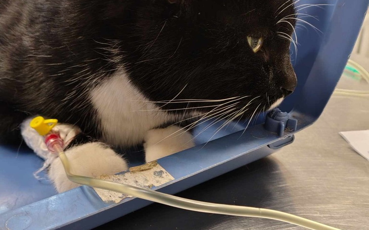 Kot w klinice weterynaryjnej z kroplówką.