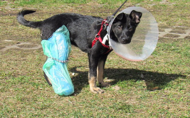 Pies z obrożą i nogą w bandażu, wygląda na zmartwionego.