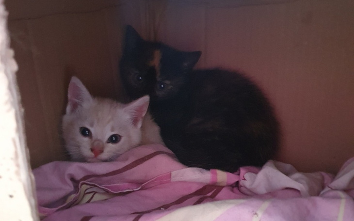 Dwa małe kocięta schowane w kartonie.