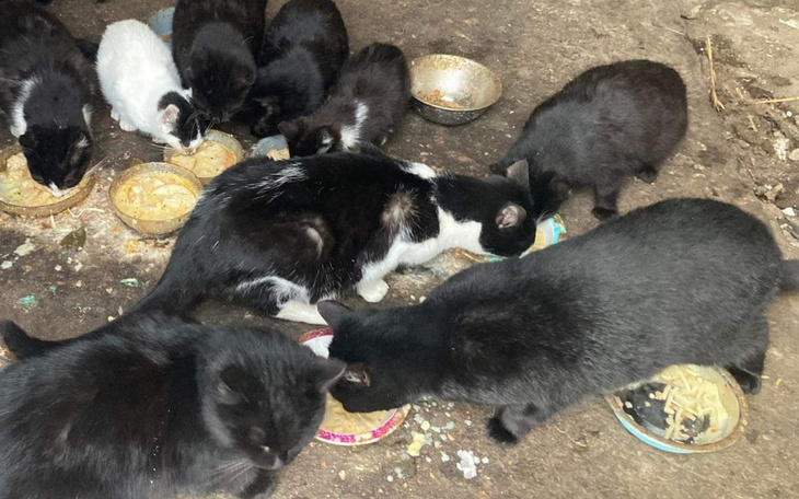 Grupa kotów jedzących z misek na ziemi.