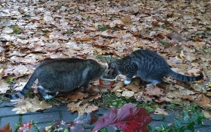 Zbiórka Karpickowe Koty - zdjęcie główne