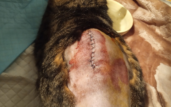 Zbiórka Leczenie/rehabilitacja Miauczyka - zdjęcie główne