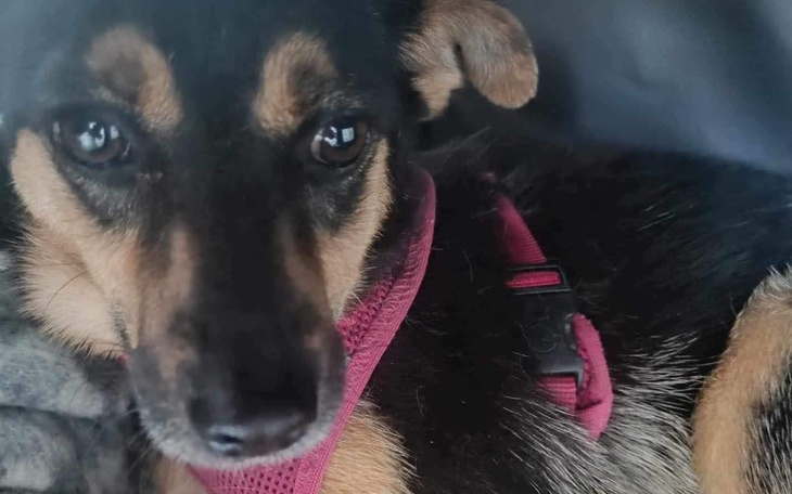 Smutny pies w szelkach, patrzący w stronę obiektywu.