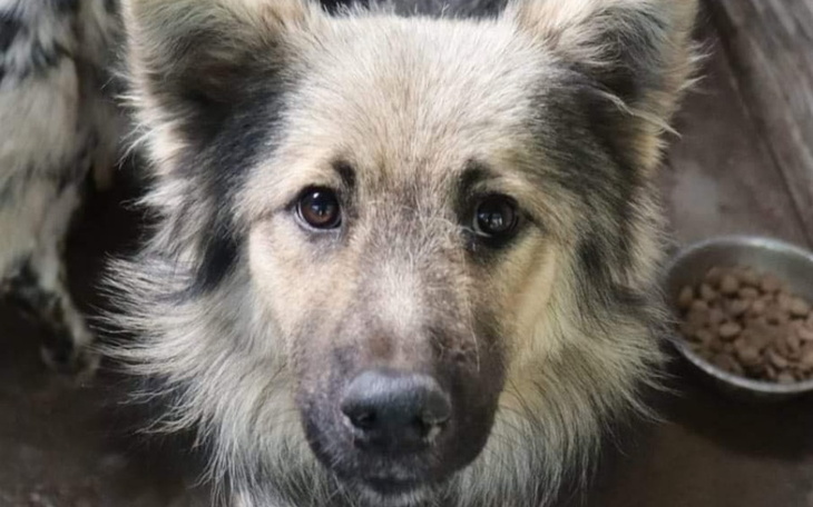 Zbiórka Transport dla Strzelce 5 psów - zdjęcie główne