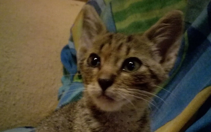 Zbiórka Zabieg chirurgiczny rogówki - zdjęcie główne