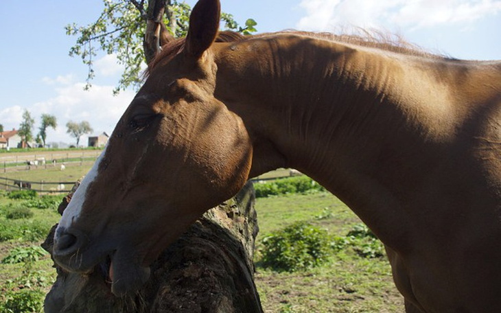Zbiórka Ona nie chce umierać...! - zdjęcie główne