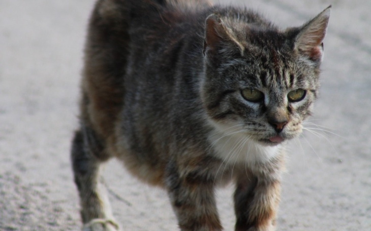 Zbiórka Kociaki Bezdomniaki z Drzewc - zdjęcie główne