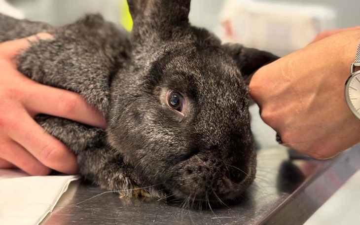 Zbiórka NowiPodopieczni - zdjęcie główne