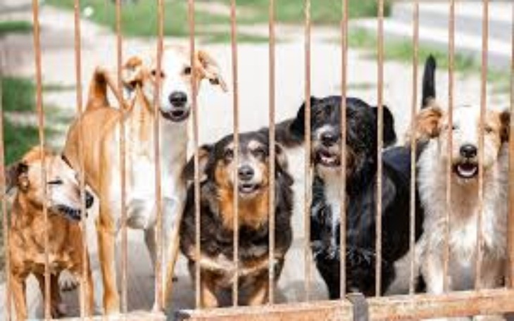 Zbiórka Zbieram na pieski w schronisku - zdjęcie główne