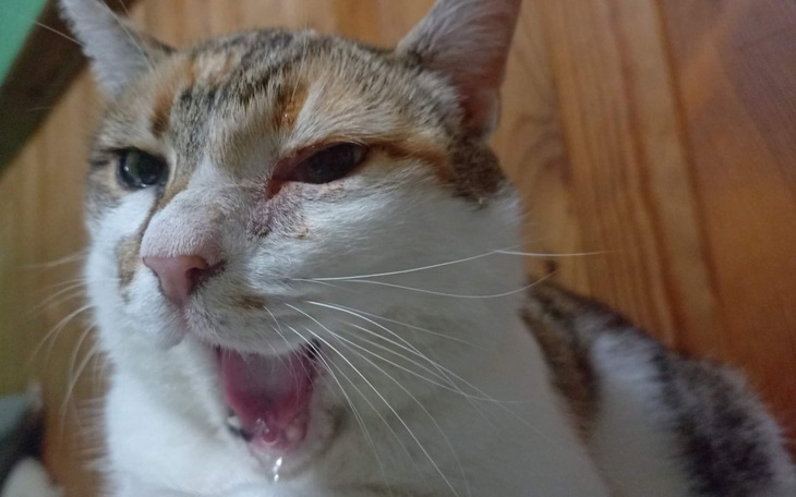 Zbiórka Leczenie Soni i dożywianie kotów - zdjęcie główne