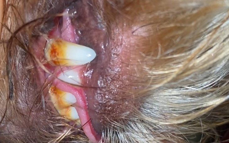 Zdjęcie z bliska zębów psa z oznakami choroby.