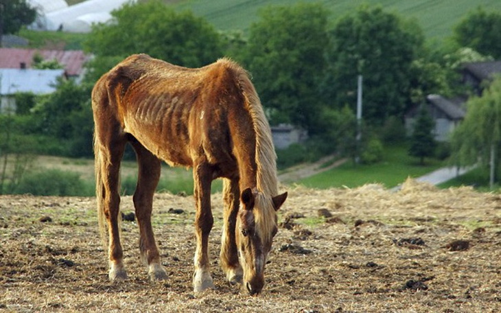 Zbiórka Siano dla zapomnianych koni - zdjęcie główne