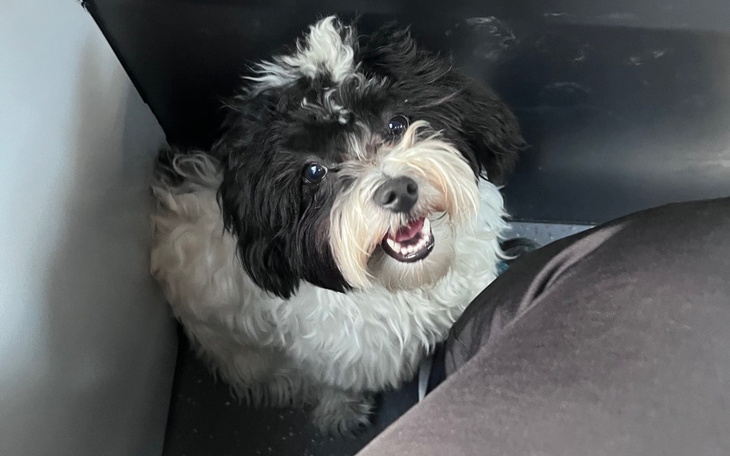 Zbiórka na nowe bioderka dla chilliego - zdjęcie główne