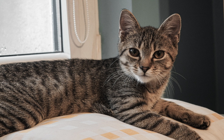 Zbiórka Leczenie kota Atomka - zdjęcie główne