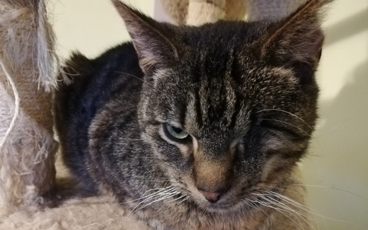 Zbiórka Uśmiechnij się do naszych kotków - zdjęcie główne