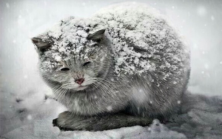 Zbiórka Wiejskie koty kontra mrozy - zdjęcie główne