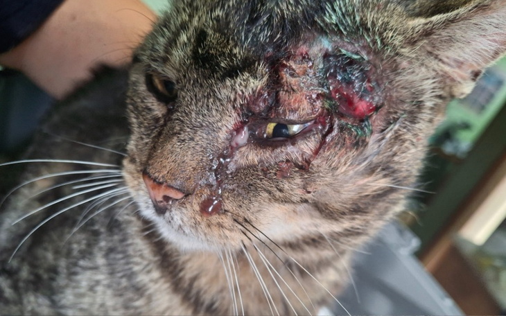 Zbiórka Ogonek cierpi, a jego zęby bolą - zdjęcie główne