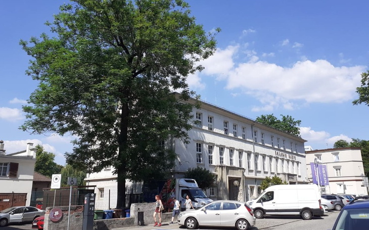 Zbiórka Ratujemy jesion w Opolu - zdjęcie główne