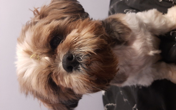 Zbiórka Pomóżmy kitty wyzdrowieć - zdjęcie główne