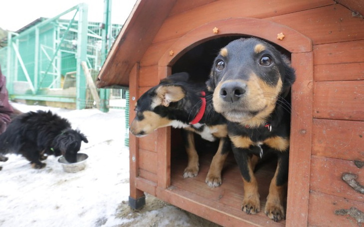 Zbiórka Zimowe dokarmianie schroniska - zdjęcie główne