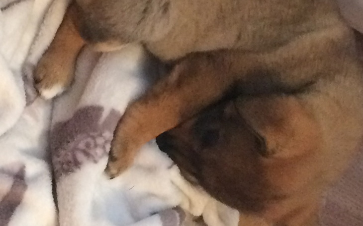 Zbiórka Dializa Psa - zdjęcie główne