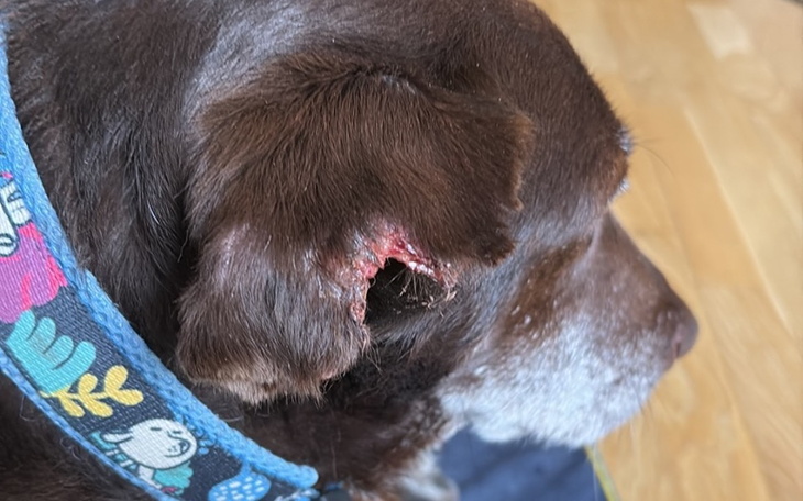 Zbiórka Na operację uszka Ostrusia - zdjęcie główne