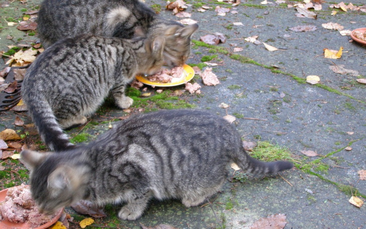 Zbiórka Na opiekę nad bezdomniakami - zdjęcie główne