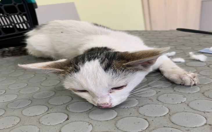 Zbiórka Bez pieniędzy nie da się pomoc - zdjęcie główne