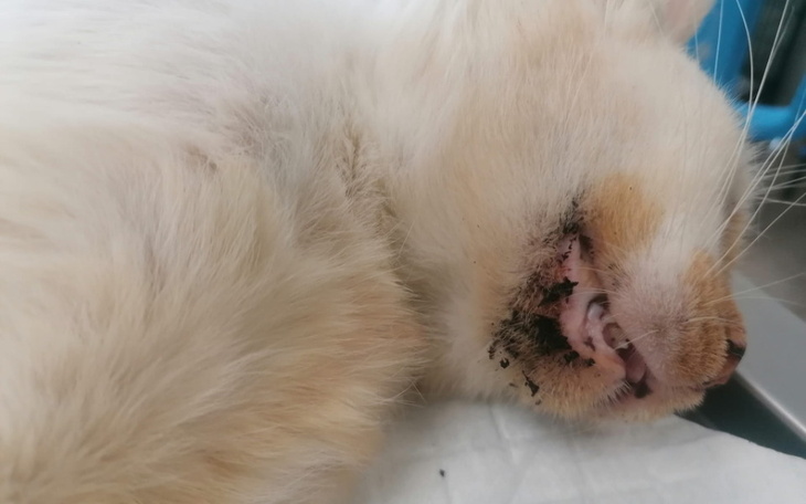 Biały kot leżący, z brudnymi zębami, w stanie spoczynku.