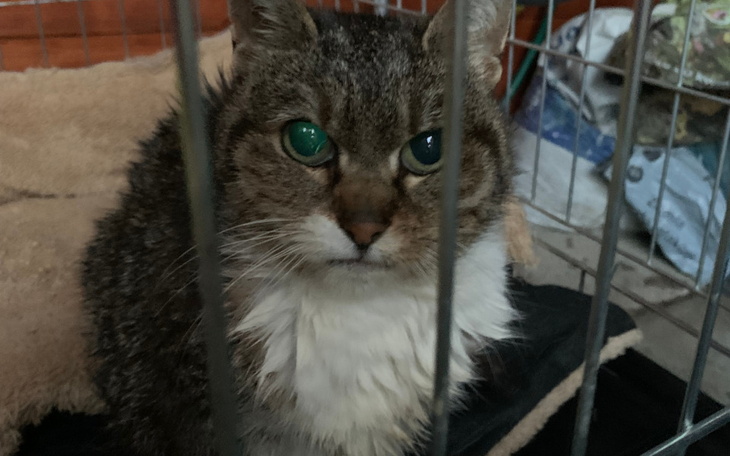 Zbiórka Bardzo chora Kluska - znajda - zdjęcie główne