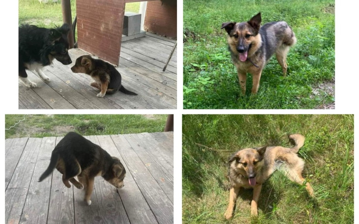 Zbiórka Błagam o pomoc na transport - zdjęcie główne