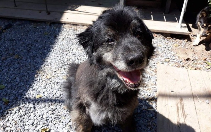 Zbiórka Czaruś - staruszek z ropniem - zdjęcie główne