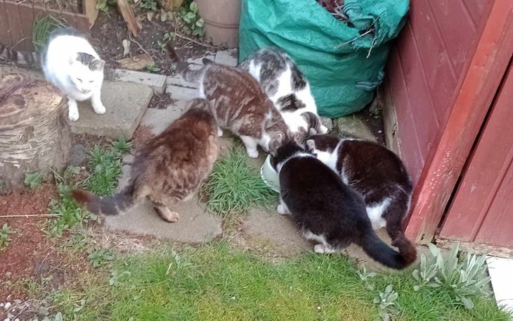 Zbiórka Dla wolnożyjącego stada. - zdjęcie główne