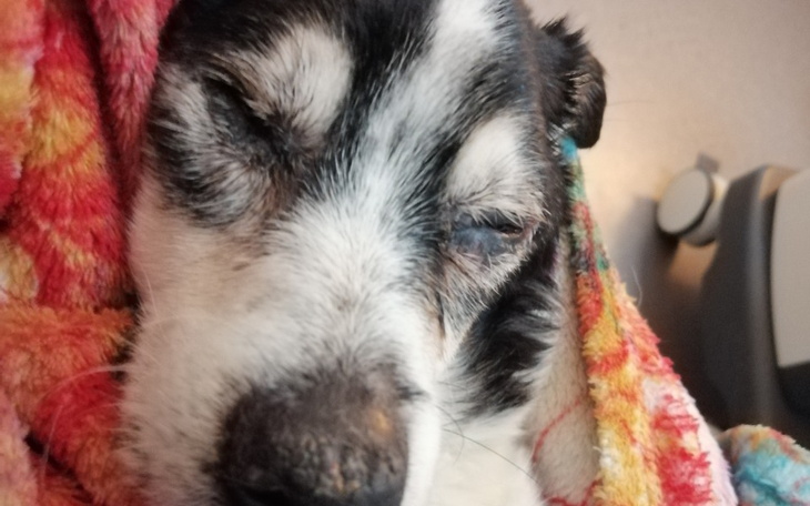 Zbiórka Bafii-Pomoc dla przyjaciela - zdjęcie główne