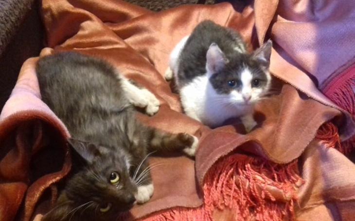 Zbiórka pomoc dla kotów fundacji - zdjęcie główne