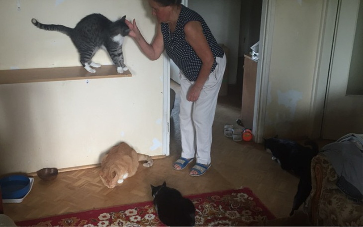 Zbiórka 24 Koty potrzebuja pomocy! - zdjęcie główne