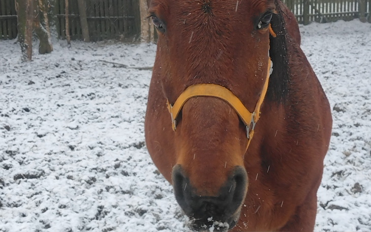 Bliskie ujęcie konia w zimowym otoczeniu.