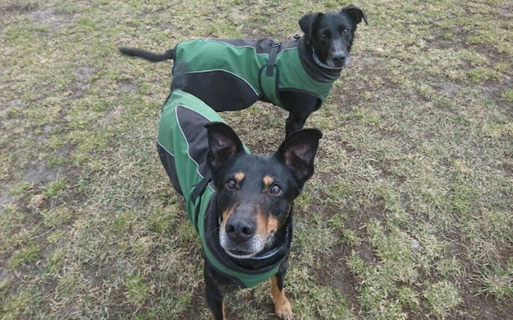 Dwa psy w zielonych kurtkach, stoją na trawie.