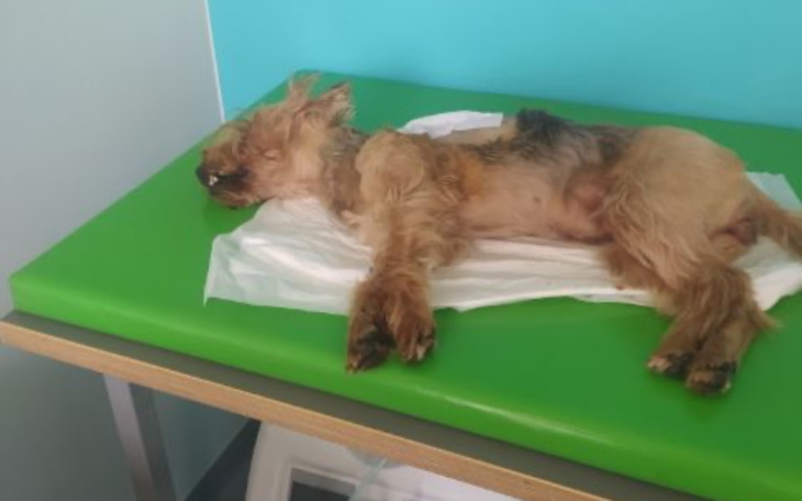 Zbiórka Mój pies i operacja - zdjęcie główne