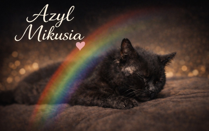 Kot odpoczywający w Azylu Mikusia, otoczony tęczą.