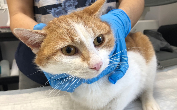 Kot w rękach weterynarza, gotowy do badania.